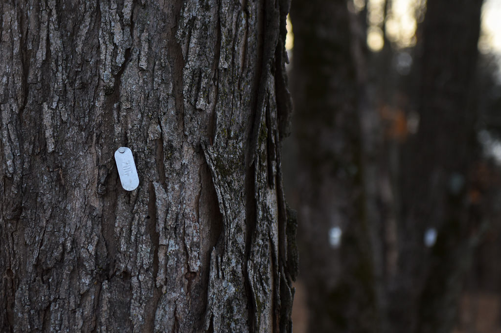 A tree tag glints in the setting sun on a maple tree